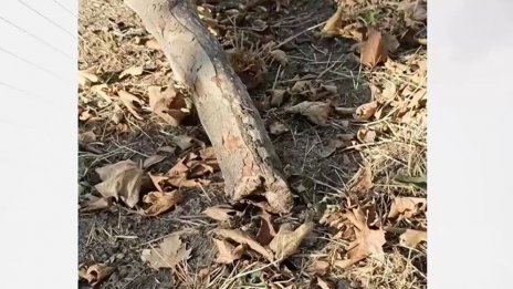 Клон се стовари върху дете във Варна: Майката завежда дело срещу общината