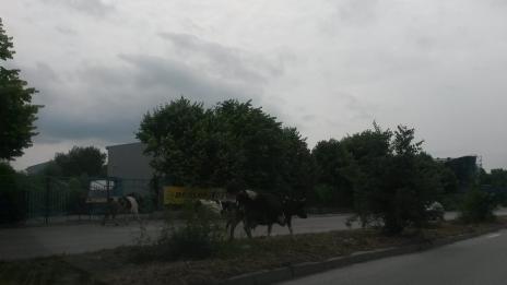 Екзотика във Варна