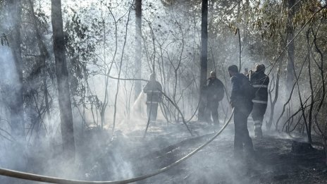 Над 8 пъти са нараснали щетите от горски пожари в България за последните 15 години