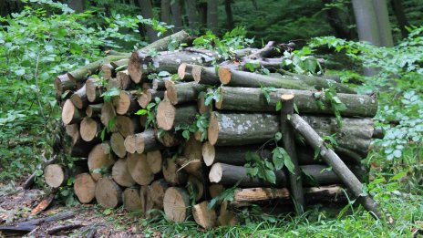 Ограничиха продажбата на дърва за огрев на фирми, домакинствата са с приоритет 
