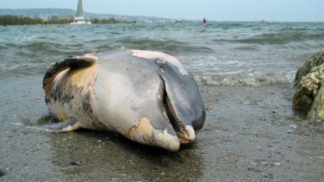 Рекорден брой мъртви делфини изхвърли морето край Варна този юни