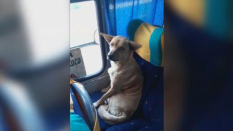 Бездомно куче в автобуса стана хит