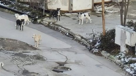 Глутница нападна дете в Ален Мак, хората се оплакват от системни нападения 