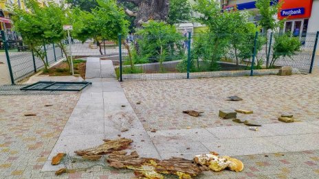 България – смешна страшка! От корубата на дърво дрогиран замеря хора