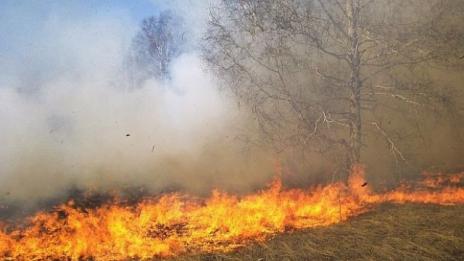 8 дка широколистна гора изгоря край Варна