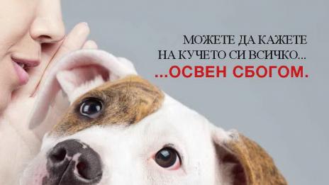 Стартира кампания за ограничаване на изоставянето на кучета