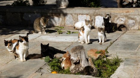 Кастрират улични котки във Варна