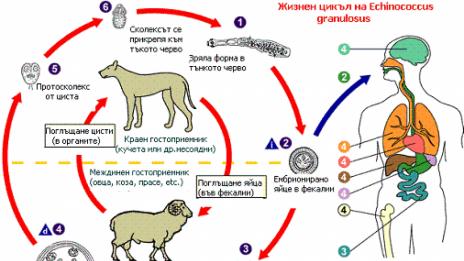 За 6 месеца: 18 души хванаха кучешка тения във Варненско