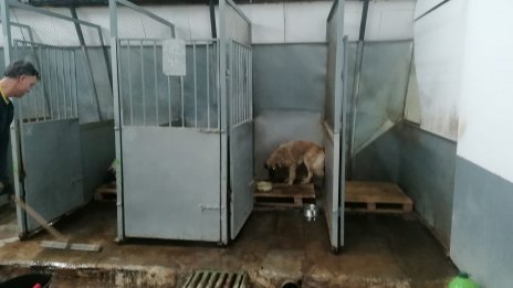Кучкарникът в Каменар "светна" (СНИМКИ)
