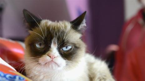 Почина начумерената котка Grumpy Cat 