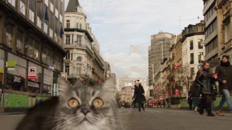 Котките, впрегнати да връщат туристите в Брюксел