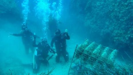 Във Варна отваря врати Международен салон по подводна фотография  