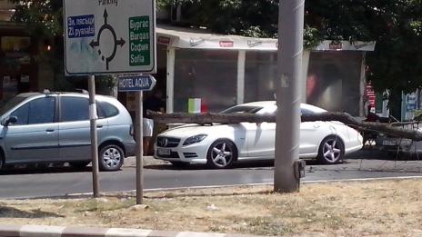 Дърво "уцели" неправилно паркирала кола във Варна