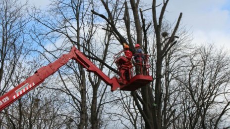 Отстраняват опасно дърво от основен варненски булевард днес