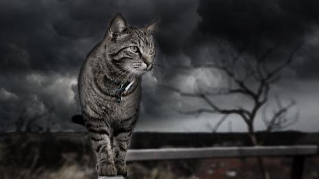 Виждат ли котките и кучетата невидимия свят?