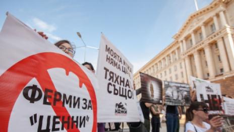 "Още една година смърт": Протест срещу фермите за ценни кожи и убиването на животни  