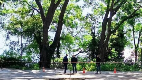 Трима са пострадалите работници, върху които падна клон в&nbsp;Морската градина на Варна