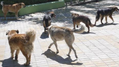 Във Варна вече има зоополиция