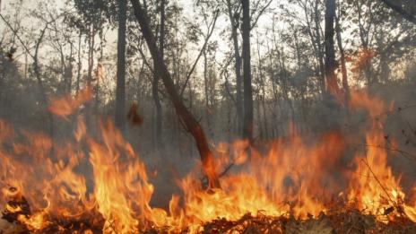 Обявиха екстремален индекс за опасност от пожари в 8 области  