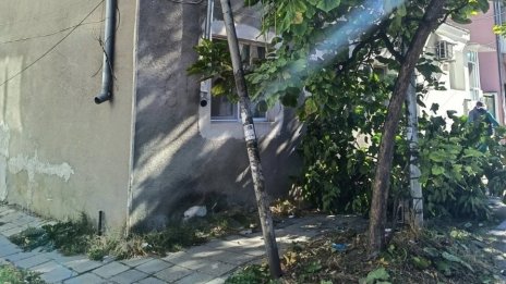 Поредно дърво падна във Варна