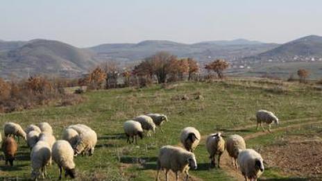 Нов екип ветеринари ще опита да вземе проба от Болярово