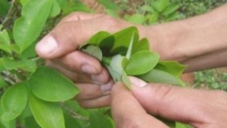 Признаха дъвченето на кока за част от световното културно наследство