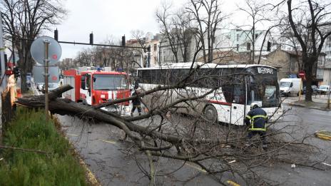 Паднало дърво затруднява движението по бул. „Владислав Варненчик“ (СНИМКИ)