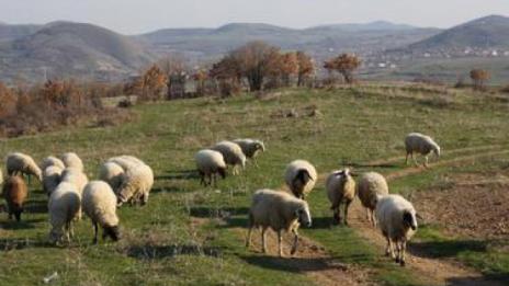 И днес не беше взета втора проба от стадото в Болярово