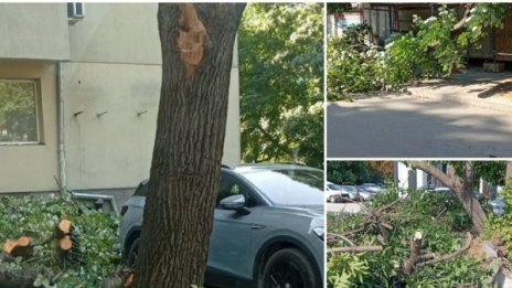 Сигнали за няколко паднали дървета днес във Варна