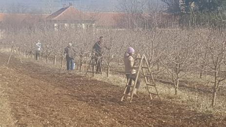 Увеличават се сливовите масиви в Кюстендилско