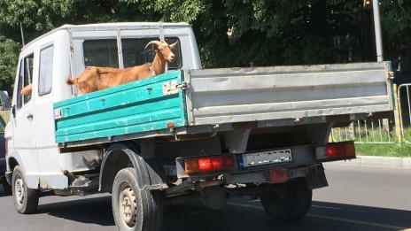Коза се вози гордо на товарен автомобил във Варна (СНИМКА)