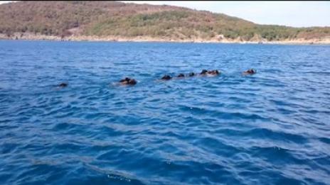 Стадо от 10 диви прасета плува в Черно море (Видео)