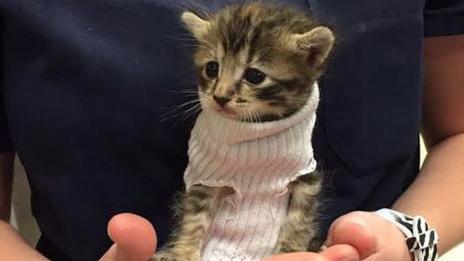 Коте, оцеляло при урагана Матю, разтопи сърцата на хиляди