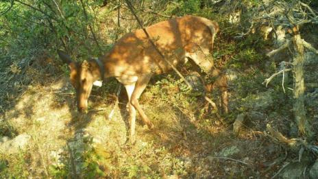 Бракониери убиха благороден елен