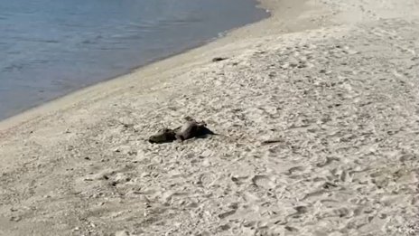 Мъртви делфини изхвърли морето край Варна