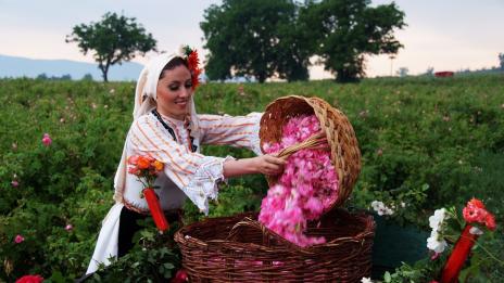 Произведохме с 20% повече розово масло от други години