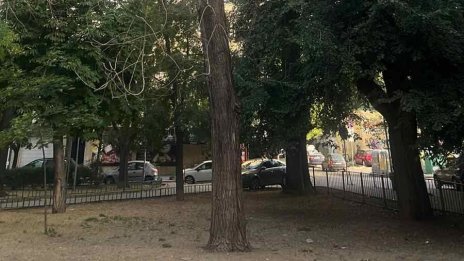 Премахват огромно опасно дърво до детска площадка във Варна (СНИМКА)