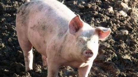 Ветеринарите проверяват за нови огнища на чума по свинете