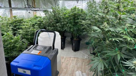 Откриха две наркооранжерии във Варна (СНИМКИ)