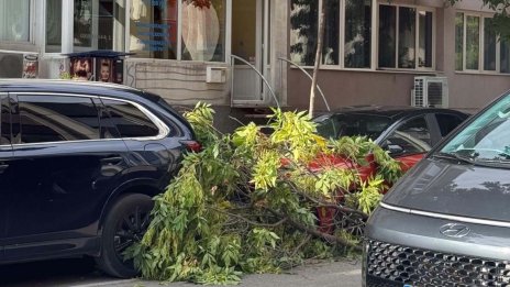 На косъм от трагедия: Клон падна до майка с количка в центъра на Варна