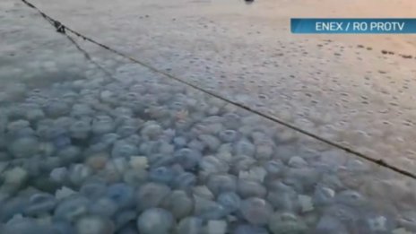 Нашествие на сини медузи в Черно море 
