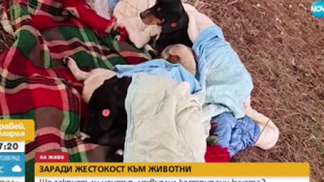Жестокост: Център изхвърлил прясно кастрирани кучета