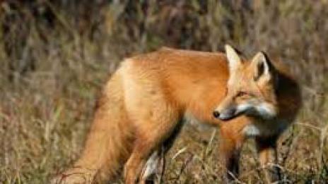 Кабинетът отпусна 4,5 млн. лева за ваксинация на лисици