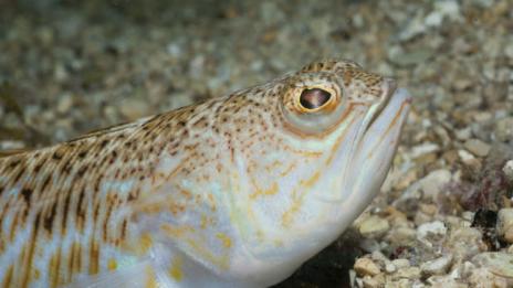 15 души пострадаха от морски дракон