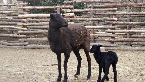 Бебе муфлонче се роди във варненския зоопарк (СНИМКИ)