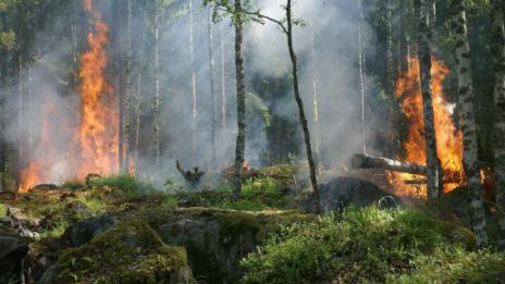 Мъж спаси село и гора от пожар