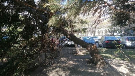 Премахват две опасни дървета в кв. „Чайка“