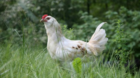 Виц на деня - 3 юли