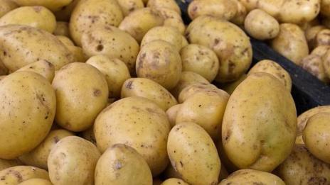 Родопският картоф изчезва!
