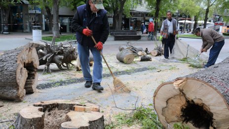 Премахнaха 2 опасни дървета от ларгото на Варна